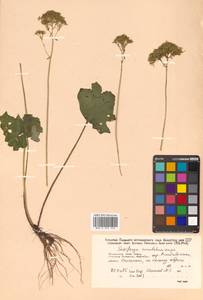 Micranthes manchuriensis (Engl.) Gornall & H. Ohba, Siberia, Russian Far East (S6) (Russia)