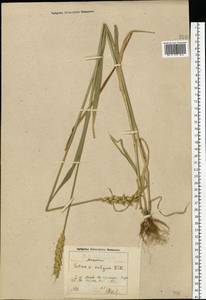 Triticum aestivum L., Eastern Europe, Moscow region (E4a) (Russia)