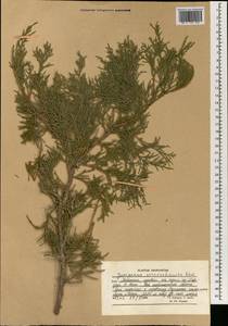 Juniperus excelsa subsp. polycarpos (K. Koch) Takht., South Asia, South Asia (Asia outside ex-Soviet states and Mongolia) (ASIA) (Afghanistan)