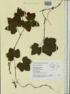 Rubus chamaemorus L., Eastern Europe, Central region (E4) (Russia)