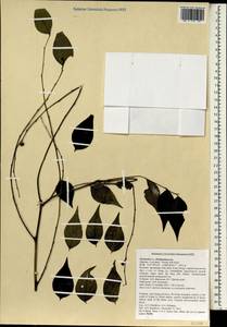 Phyllanthus, South Asia, South Asia (Asia outside ex-Soviet states and Mongolia) (ASIA) (Vietnam)