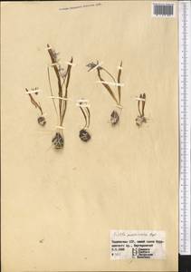 Fessia puschkinioides (Regel) Speta, Middle Asia, Western Tian Shan & Karatau (M3) (Tajikistan)