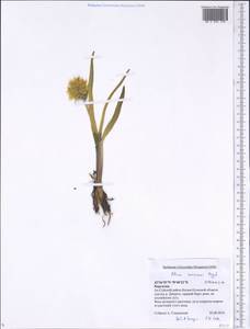 Allium semenovii Regel, Middle Asia, Northern & Central Tian Shan (M4) (Kyrgyzstan)