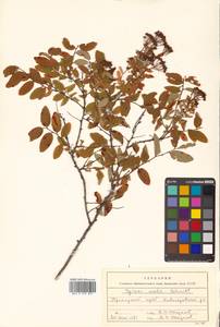 Spiraea media Schmidt, Siberia, Russian Far East (S6) (Russia)