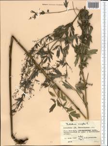 Thalictrum simplex L., Middle Asia, Northern & Central Kazakhstan (M10) (Kazakhstan)