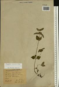 Clinopodium caucasicum Melnikov, Eastern Europe, Rostov Oblast (E12a) (Russia)