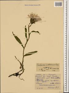 Centaurea cheiranthifolia subsp. willdenowii (Czerep.) Mikheev, Caucasus, North Ossetia, Ingushetia & Chechnya (K1c) (Russia)