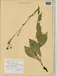 Crepis pannonica (Jacq.) C. Koch, Eastern Europe, Central region (E4) (Russia)