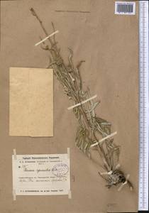 Jurinea cyanoides (L.) Rchb., Middle Asia, Northern & Central Kazakhstan (M10) (Kazakhstan)