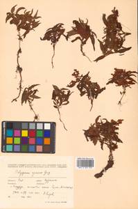 Koenigia ajanensis (Regel & Tiling) J.H.Xue, Chepinoga & K.P.Ma, Siberia, Russian Far East (S6) (Russia)