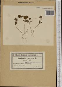 Berberis vulgaris L., Western Europe (EUR) (Poland)