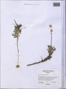 Erigeron compositus Pursh, America (AMER) (United States)