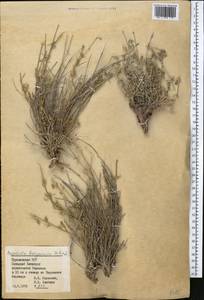 Asperula glomerata subsp. pamirica (Pobed.) Ehrend. & Schönb.-Tem., Middle Asia, Kopet Dag, Badkhyz, Small & Great Balkhan (M1) (Turkmenistan)