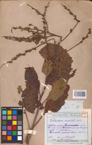 MHA 0 159 027, Verbascum chaixii Vill., Eastern Europe, Rostov Oblast (E12a) (Russia)