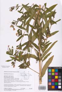 Epilobium hirsutum L., Eastern Europe, Central region (E4) (Russia)