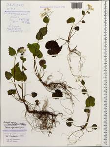 Pachyphragma macrophyllum (Hoffm.) N. Busch, Caucasus, Stavropol Krai, Karachay-Cherkessia & Kabardino-Balkaria (K1b) (Russia)