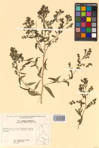 Lepidium affine Ledeb., Siberia, Russian Far East (S6) (Russia)