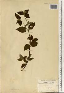 Osbeckia, Africa (AFR) (Guinea)