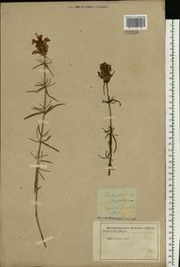 Dracocephalum ruyschiana L., Eastern Europe, Central forest-and-steppe region (E6) (Russia)