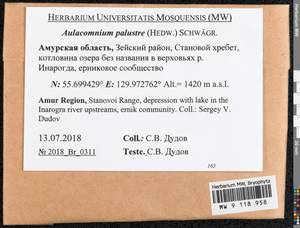 Aulacomnium palustre (Hedw.) Schwägr., Bryophytes, Bryophytes - Russian Far East (excl. Chukotka & Kamchatka) (B20) (Russia)