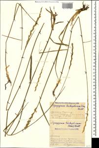 Thinopyrum intermedium subsp. intermedium, Caucasus, Armenia (K5) (Armenia)