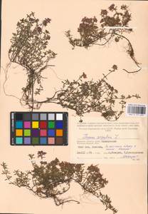 MHA 0 157 690, Thymus serpyllum L., Eastern Europe, Western region (E3) (Russia)