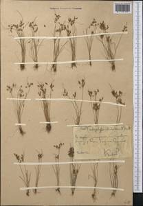 Fimbristylis dichotoma (L.) Vahl, Middle Asia, Western Tian Shan & Karatau (M3) (Uzbekistan)