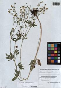 Potentilla intermedia L., Siberia, Altai & Sayany Mountains (S2) (Russia)