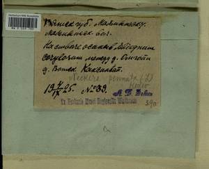 Neckera pennata Hedw., Bryophytes, Bryophytes - Permsky Krai, Udmurt Republic, Sverdlovsk & Kirov Oblasts (B8) (Russia)
