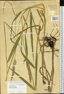 Phalaris arundinacea L., Siberia, Western Siberia (S1) (Russia)