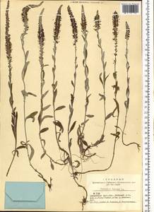Veronica incana L., Siberia, Altai & Sayany Mountains (S2) (Russia)