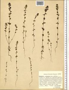 Euphrasia maximowiczii Wettst. ex Palibin, Siberia, Yakutia (S5) (Russia)