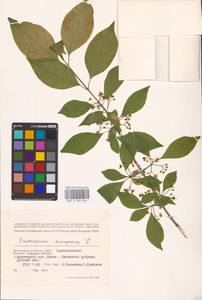 Euonymus europaeus L., Eastern Europe, Lower Volga region (E9) (Russia)