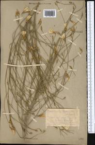 Convolvulus subsericeus Schrenk, Middle Asia, Kopet Dag, Badkhyz, Small & Great Balkhan (M1) (Turkmenistan)