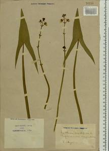 Sagittaria sagittifolia L., Eastern Europe, North Ukrainian region (E11) (Ukraine)