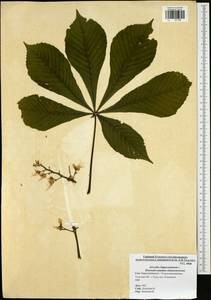 Aesculus hippocastanum L., Eastern Europe, Central region (E4) (Russia)