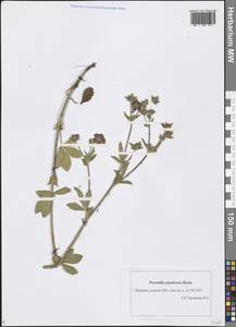 Potentilla nepalensis Hook., Eastern Europe, Central forest region (E5) (Russia)