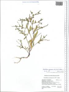 Euclidium syriacum (L.) W. T. Aiton, Middle Asia, Pamir & Pamiro-Alai (M2) (Kyrgyzstan)