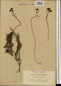 Utricularia vulgaris L., Caucasus, Dagestan (K2) (Russia)