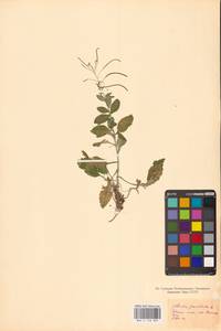 Catolobus pendulus (L.) Al-Shehbaz, Eastern Europe, Northern region (E1) (Russia)