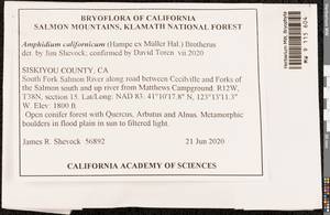 Amphidium californicum (Hampe ex Müll. Hal.) Broth., Bryophytes, Bryophytes - America (BAm) (United States)