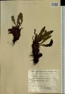 Dryopteris fragrans (L.) Schott, Siberia, Chukotka & Kamchatka (S7) (Russia)