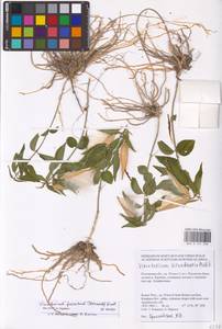 Vincetoxicum fuscatum (Hornem.) Rchb., Eastern Europe, Rostov Oblast (E12a) (Russia)