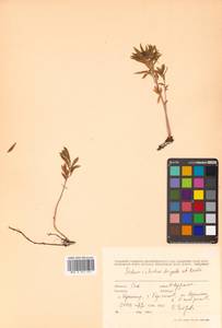 Rhodiola ishidae (Miyabe & Kudô) H. Hara, Siberia, Russian Far East (S6) (Russia)