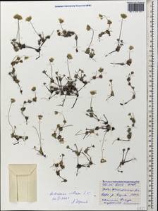 Androsace villosa, Caucasus, Stavropol Krai, Karachay-Cherkessia & Kabardino-Balkaria (K1b) (Russia)