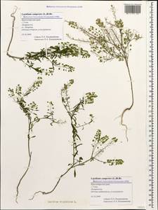 Lepidium virginicum L., Caucasus, Black Sea Shore (from Novorossiysk to Adler) (K3) (Russia)