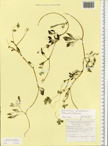 Ranunculus peltatus subsp. peltatus, Eastern Europe, Northern region (E1) (Russia)