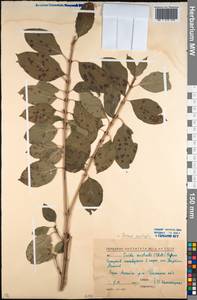 Cornus sanguinea subsp. australis (C.A.Mey.) Jáv., Caucasus, North Ossetia, Ingushetia & Chechnya (K1c) (Russia)