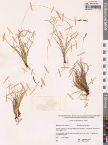 Carex conspissata V.I.Krecz., Siberia, Chukotka & Kamchatka (S7) (Russia)