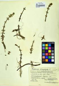 Hippuris tetraphylla L. fil., Siberia, Chukotka & Kamchatka (S7) (Russia)